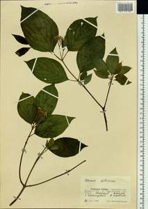 Cornus alba L., Siberia, Western Siberia (S1) (Russia)