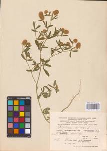 Trifolium arvense L., Eastern Europe, West Ukrainian region (E13) (Ukraine)