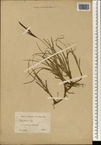 Carex flacca Schreb., South Asia, South Asia (Asia outside ex-Soviet states and Mongolia) (ASIA) (Iran)