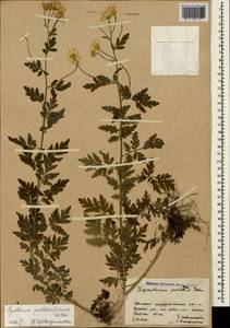 Tanacetum partheniifolium (Willd.) Sch. Bip., Crimea (KRYM) (Russia)