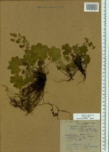 Alchemilla micans Buser, Eastern Europe, Northern region (E1) (Russia)