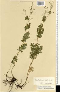 Thalictrum simplex L., Mongolia (MONG) (Mongolia)