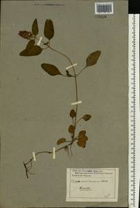 Prunella vulgaris L., Eastern Europe, Eastern region (E10) (Russia)