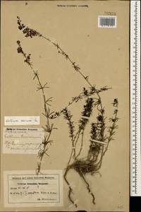 Galium verum L., Caucasus, Azerbaijan (K6) (Azerbaijan)