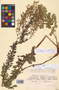 Thalictrum simplex L., Eastern Europe, Volga-Kama region (E7) (Russia)