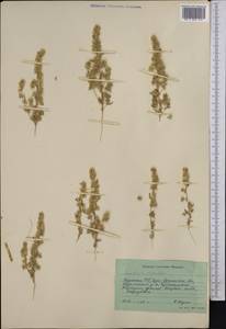Bassia eriophora (Steph. ex M. Bieb.) Kuntze, Middle Asia, Syr-Darian deserts & Kyzylkum (M7) (Kazakhstan)
