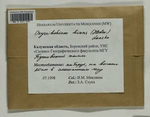 Oxyrrhynchium hians (Hedw.) Loeske, Bryophytes, Bryophytes - Middle Russia (B6) (Russia)