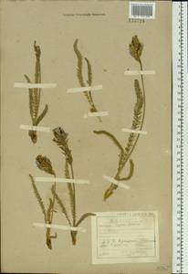Oxytropis myriophylla (Pall.)DC., Siberia, Baikal & Transbaikal region (S4) (Russia)