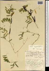 Vicia sativa subsp. nigra (L.)Ehrh., Mongolia (MONG) (Mongolia)