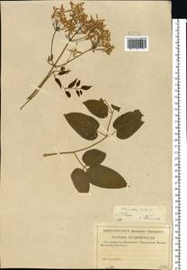 Clematis recta L., Eastern Europe, North-Western region (E2) (Russia)