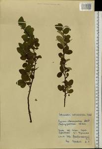 Cotoneaster melanocarpus G. Lodd., Siberia, Baikal & Transbaikal region (S4) (Russia)