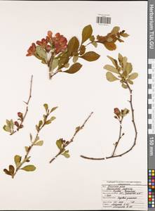 Chaenomeles japonica (Thunb.) Lindl. ex Spach, Eastern Europe, Central region (E4) (Russia)