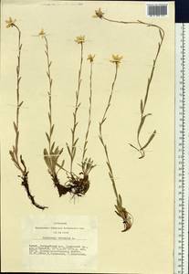 Saxifraga hirculus L., Siberia, Altai & Sayany Mountains (S2) (Russia)