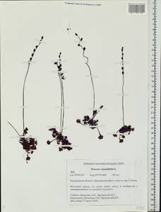 Drosera rotundifolia L., Eastern Europe, Central forest region (E5) (Russia)