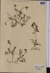 Astragalus australis (L.) Lam., Western Europe (EUR) (Switzerland)