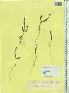 Lythrum thymifolia L., Eastern Europe, Rostov Oblast (E12a) (Russia)