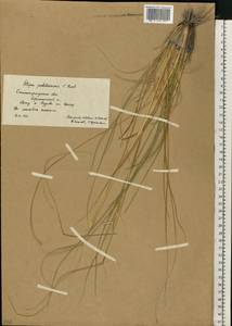 Stipa pulcherrima K.Koch, Eastern Europe, Lower Volga region (E9) (Russia)