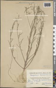 Corispermum hyssopifolium L., Eastern Europe, North Ukrainian region (E11) (Ukraine)