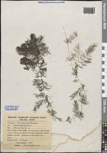 Ceratophyllum demersum L., Eastern Europe, Central forest-and-steppe region (E6) (Russia)