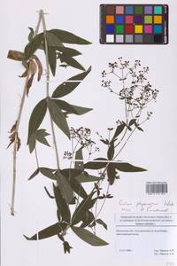 Galium rubioides L., Eastern Europe, Moscow region (E4a) (Russia)