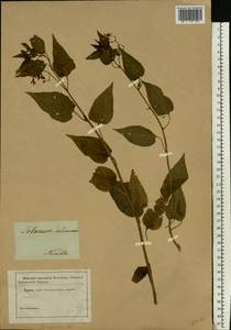 Solanum dulcamara L., Eastern Europe, Central forest region (E5) (Russia)