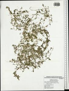 Callitriche palustris L., Eastern Europe, Central region (E4) (Russia)