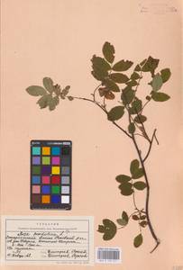 Rosa pendulina L., Eastern Europe, West Ukrainian region (E13) (Ukraine)
