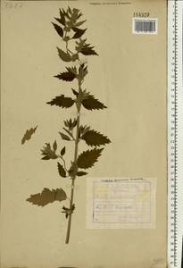 Chaiturus marrubiastrum (L.) Ehrh. ex Rchb., Eastern Europe, Central forest-and-steppe region (E6) (Russia)
