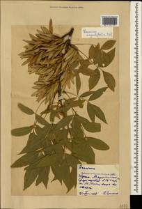 Fraxinus angustifolia Vahl , nom. cons., Crimea (KRYM) (Russia)