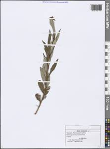 Salix viminalis L., Eastern Europe, Middle Volga region (E8) (Russia)