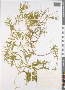 Vicia lilacina Ledeb., Siberia, Western Siberia (S1) (Russia)