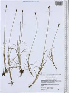 Carex lachenalii Schkuhr , nom. cons., Siberia, Western Siberia (S1) (Russia)