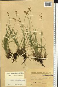 Carex amgunensis F.Schmidt, Siberia, Yakutia (S5) (Russia)