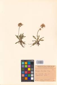 Primula fistulosa Turkev., Siberia, Russian Far East (S6) (Russia)