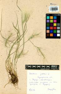 Hordeum jubatum L., Siberia, Baikal & Transbaikal region (S4) (Russia)