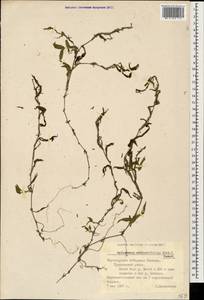 Oplismenus undulatifolius (Ard.) Roem. & Schult., Caucasus, Black Sea Shore (from Novorossiysk to Adler) (K3) (Russia)