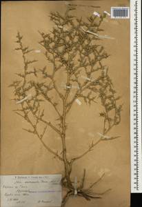 Noaea mucronata (Forssk.) Asch. & Schweinf., Caucasus, Armenia (K5) (Armenia)