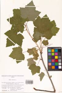 Ribes rubrum L., Eastern Europe, Northern region (E1) (Russia)