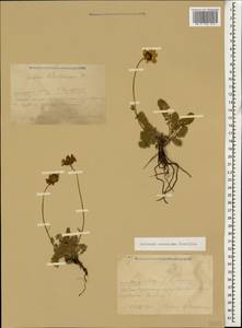 Archanthemis marschalliana subsp. pectinata (Boiss.) Lo Presti & Oberpr., Caucasus, Krasnodar Krai & Adygea (K1a) (Russia)