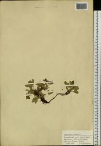 Potentilla acaulis L., Siberia, Altai & Sayany Mountains (S2) (Russia)