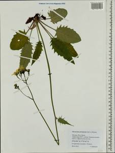 Hieracium murorum subsp. sylvularum (Jord. ex Boreau) Zahn, Eastern Europe, Moscow region (E4a) (Russia)