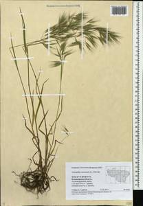 Bromus tectorum L., Eastern Europe, Central region (E4) (Russia)