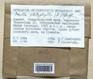 Porella platyphylla (L.) Pfeiff., Bryophytes, Bryophytes - North Caucasus & Ciscaucasia (B12) (Russia)