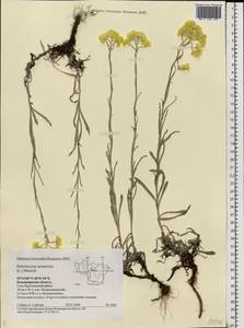 Helichrysum arenarium (L.) Moench, Eastern Europe, Central region (E4) (Russia)