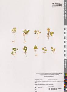 Adoxa moschatellina L., Siberia, Yakutia (S5) (Russia)