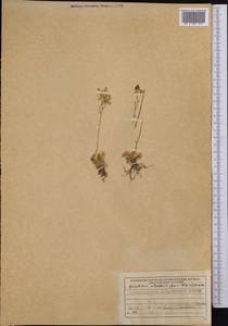 Rosularia alpestris (Kar. & Kir.) Boriss., Middle Asia, Northern & Central Tian Shan (M4) (Kyrgyzstan)