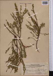 Spiraea crenata L., Middle Asia, Caspian Ustyurt & Northern Aralia (M8) (Kazakhstan)