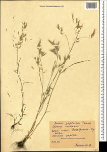 Bromus japonicus Houtt., Caucasus, Stavropol Krai, Karachay-Cherkessia & Kabardino-Balkaria (K1b) (Russia)