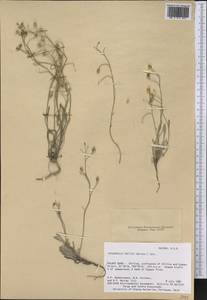 Physaria arctica (Wormsk. ex Hornem.) O'Kane & Al-Shehbaz, America (AMER) (United States)