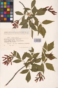 Acer negundo L., Eastern Europe, Lower Volga region (E9) (Russia)